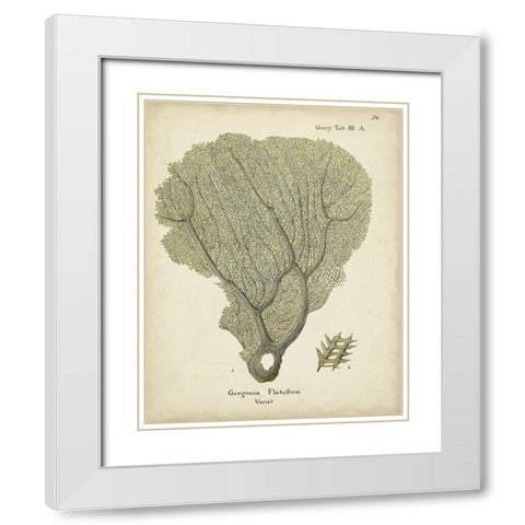 Ecru Coral IV White Modern Wood Framed Art Print with Double Matting by Esper, Johann