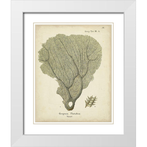 Ecru Coral IV White Modern Wood Framed Art Print with Double Matting by Esper, Johann