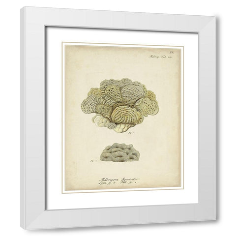Ecru Coral V White Modern Wood Framed Art Print with Double Matting by Esper, Johann