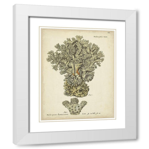 Ecru Coral VI White Modern Wood Framed Art Print with Double Matting by Esper, Johann