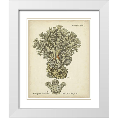 Ecru Coral VI White Modern Wood Framed Art Print with Double Matting by Esper, Johann