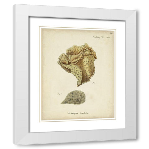 Ecru Coral VII White Modern Wood Framed Art Print with Double Matting by Esper, Johann