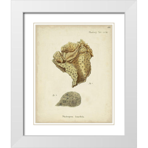Ecru Coral VII White Modern Wood Framed Art Print with Double Matting by Esper, Johann