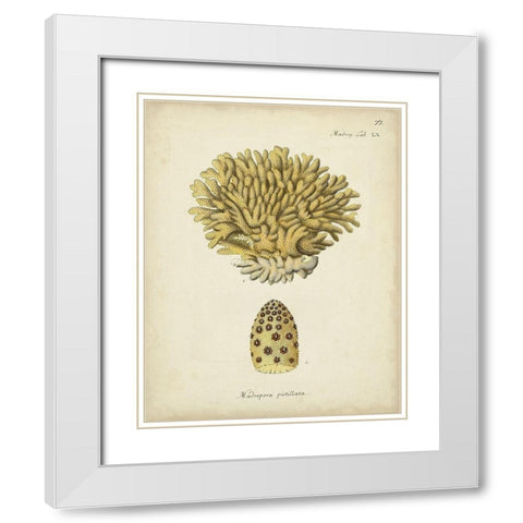 Ecru Coral VIII White Modern Wood Framed Art Print with Double Matting by Esper, Johann