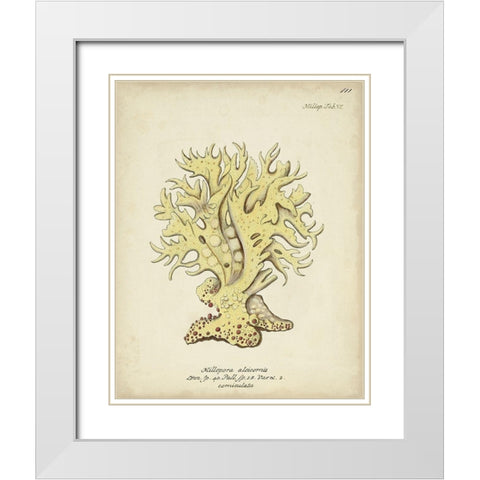 Ecru Coral IX White Modern Wood Framed Art Print with Double Matting by Esper, Johann