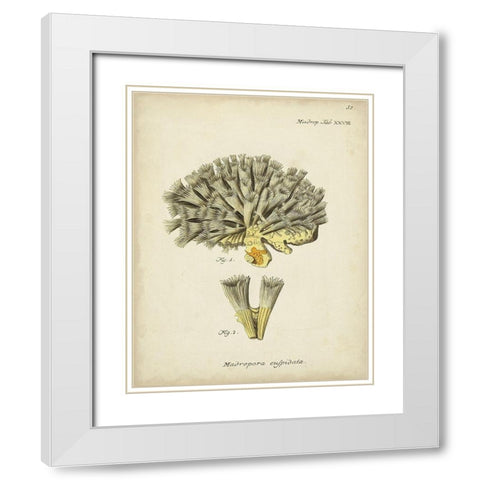 Ecru Coral XI White Modern Wood Framed Art Print with Double Matting by Esper, Johann