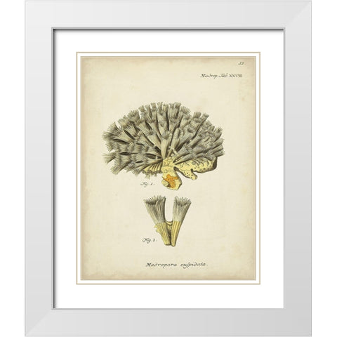 Ecru Coral XI White Modern Wood Framed Art Print with Double Matting by Esper, Johann