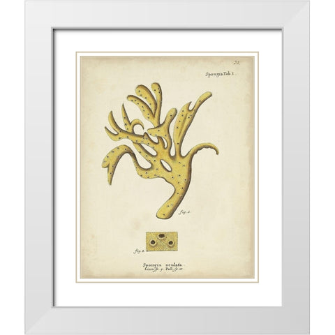 Ecru Coral XII White Modern Wood Framed Art Print with Double Matting by Esper, Johann