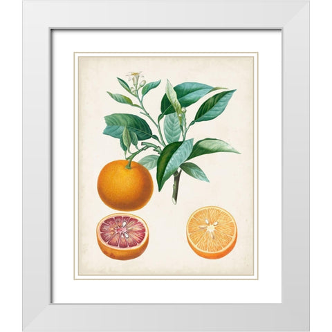 Orange de Malte White Modern Wood Framed Art Print with Double Matting by Poiteau, Pierre Antoine