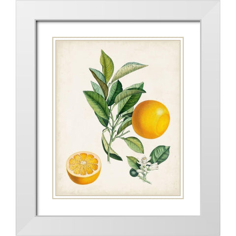 Bigarrade Couronnee White Modern Wood Framed Art Print with Double Matting by Poiteau, Pierre Antoine