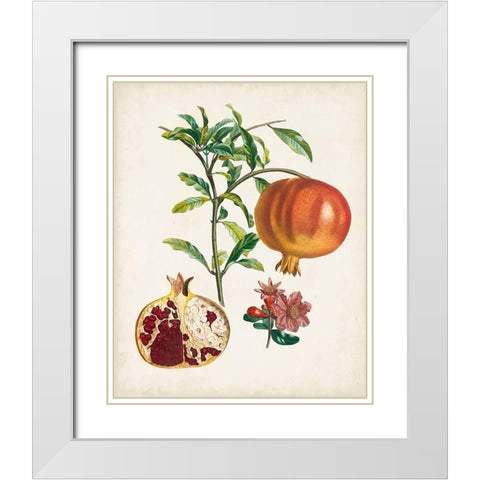 Grenadier a fruit doux White Modern Wood Framed Art Print with Double Matting by Poiteau, Pierre Antoine