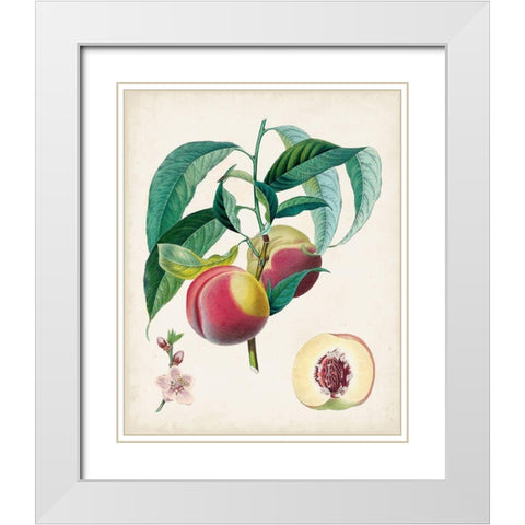 Belle Bauce White Modern Wood Framed Art Print with Double Matting by Poiteau, Pierre Antoine