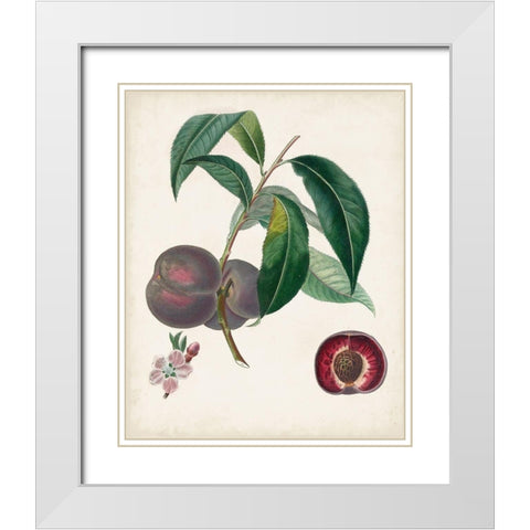 Peche Cardinale White Modern Wood Framed Art Print with Double Matting by Poiteau, Pierre Antoine