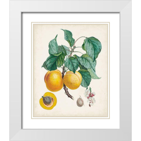 Abricot- Peche White Modern Wood Framed Art Print with Double Matting by Poiteau, Pierre Antoine