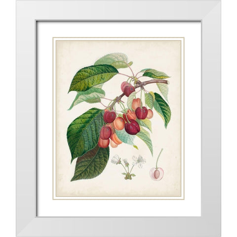 Bigarreau rouge White Modern Wood Framed Art Print with Double Matting by Poiteau, Pierre Antoine