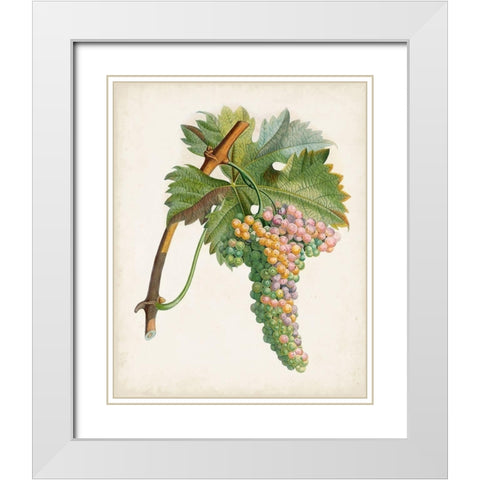 Raisin de Corunthe White Modern Wood Framed Art Print with Double Matting by Poiteau, Pierre Antoine