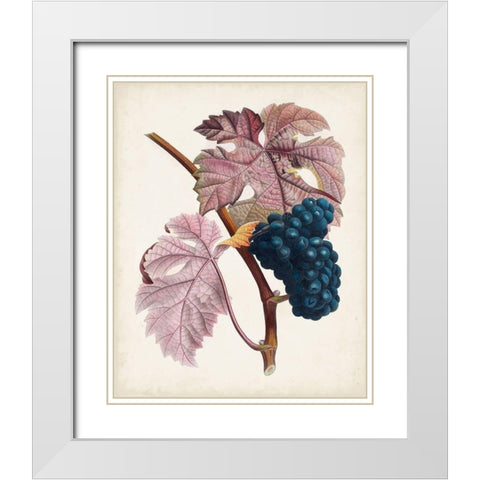 Raisin de Ceinlurier White Modern Wood Framed Art Print with Double Matting by Poiteau, Pierre Antoine