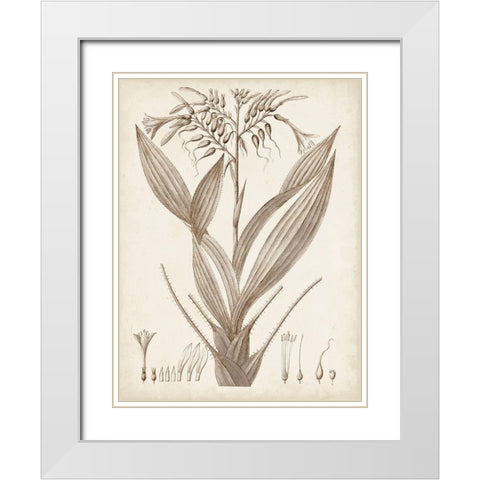 Sepia Exotic Plants VII White Modern Wood Framed Art Print with Double Matting by Vision Studio