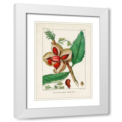 Turpin Foliage and Fruit II White Modern Wood Framed Art Print with Double Matting by Turpin