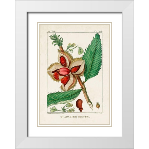 Turpin Foliage and Fruit II White Modern Wood Framed Art Print with Double Matting by Turpin