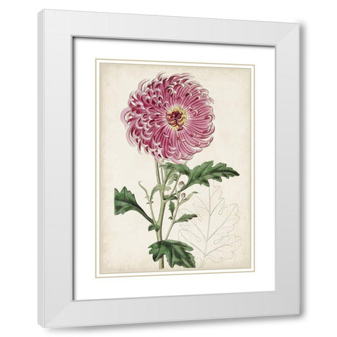 Garden Gems I White Modern Wood Framed Art Print with Double Matting by Curtis