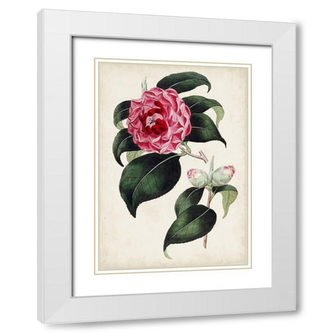 Garden Gems II White Modern Wood Framed Art Print with Double Matting by Curtis