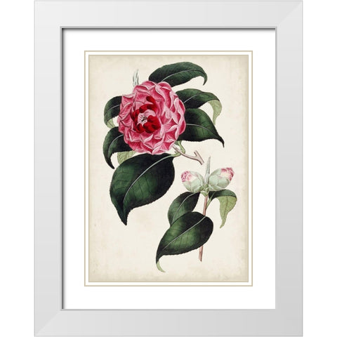 Garden Gems II White Modern Wood Framed Art Print with Double Matting by Curtis