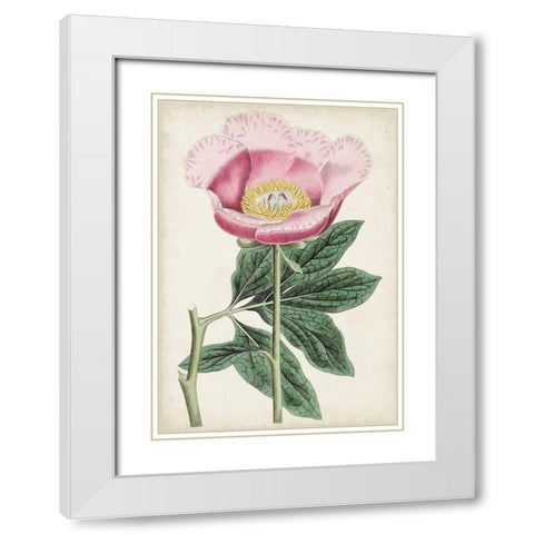 Garden Gems III White Modern Wood Framed Art Print with Double Matting by Curtis