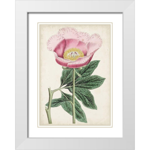 Garden Gems III White Modern Wood Framed Art Print with Double Matting by Curtis