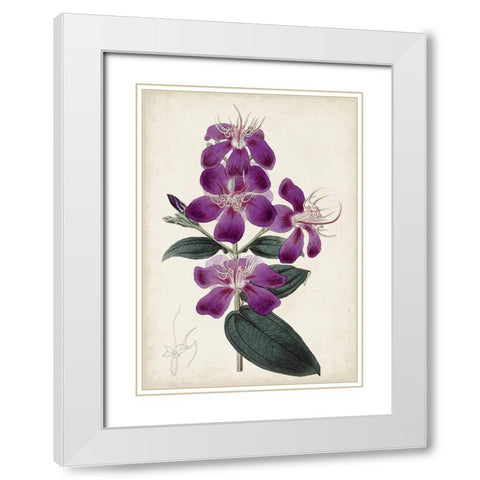 Garden Gems IV White Modern Wood Framed Art Print with Double Matting by Curtis