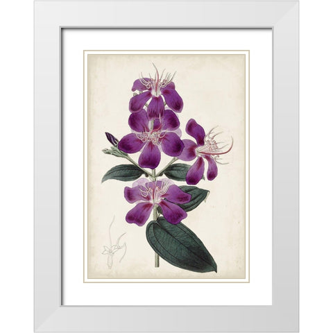 Garden Gems IV White Modern Wood Framed Art Print with Double Matting by Curtis
