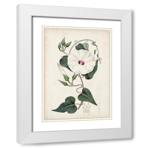 Garden Gems V White Modern Wood Framed Art Print with Double Matting by Curtis