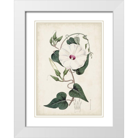 Garden Gems V White Modern Wood Framed Art Print with Double Matting by Curtis