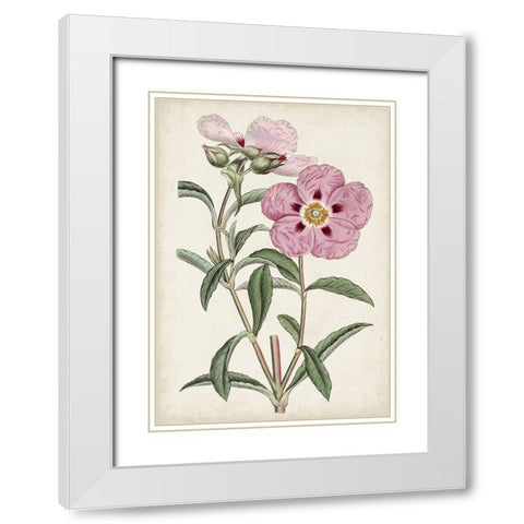 Garden Gems VII White Modern Wood Framed Art Print with Double Matting by Curtis