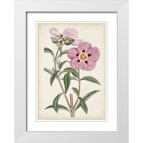 Garden Gems VII White Modern Wood Framed Art Print with Double Matting by Curtis