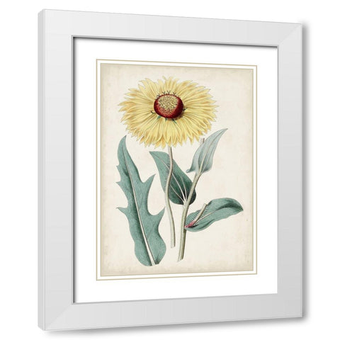 Garden Gems VIII White Modern Wood Framed Art Print with Double Matting by Curtis