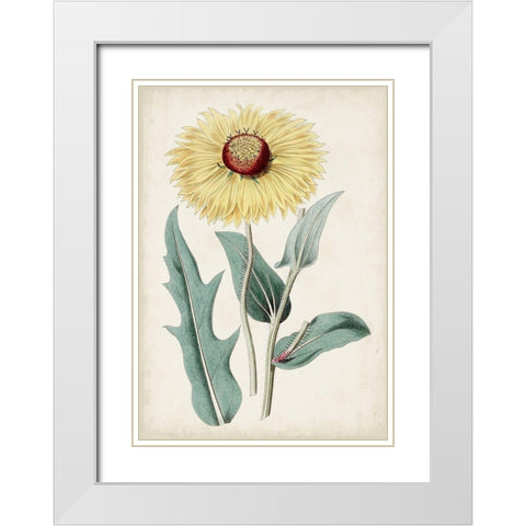 Garden Gems VIII White Modern Wood Framed Art Print with Double Matting by Curtis
