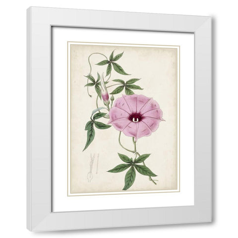Garden Gems IX White Modern Wood Framed Art Print with Double Matting by Curtis