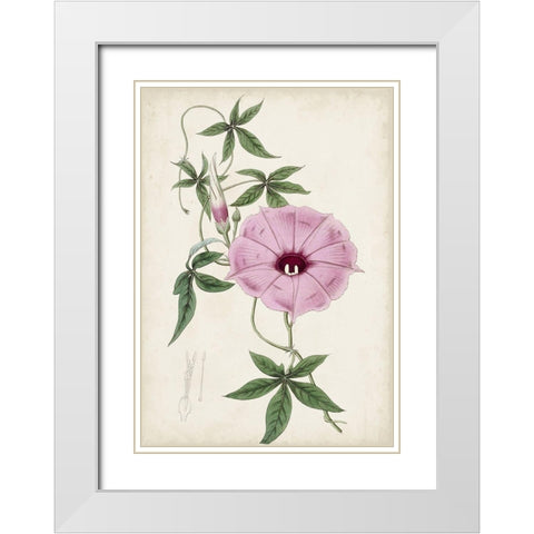 Garden Gems IX White Modern Wood Framed Art Print with Double Matting by Curtis