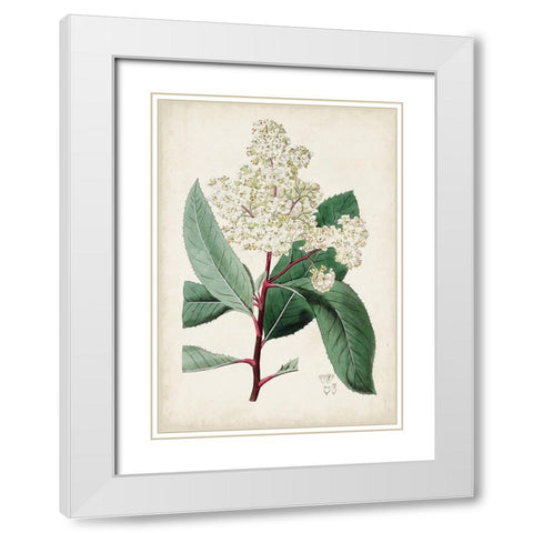 Garden Gems X White Modern Wood Framed Art Print with Double Matting by Curtis