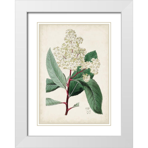 Garden Gems X White Modern Wood Framed Art Print with Double Matting by Curtis