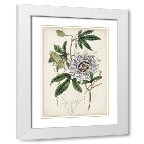 Garden Gems XI White Modern Wood Framed Art Print with Double Matting by Curtis