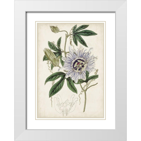Garden Gems XI White Modern Wood Framed Art Print with Double Matting by Curtis