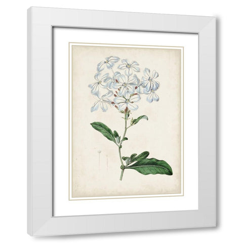 Garden Gems XII White Modern Wood Framed Art Print with Double Matting by Curtis