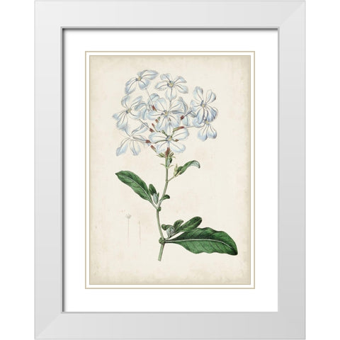 Garden Gems XII White Modern Wood Framed Art Print with Double Matting by Curtis