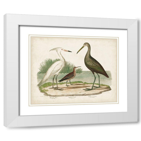Waterbird Trio I White Modern Wood Framed Art Print with Double Matting by Wilson, Alexander