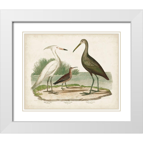 Waterbird Trio I White Modern Wood Framed Art Print with Double Matting by Wilson, Alexander