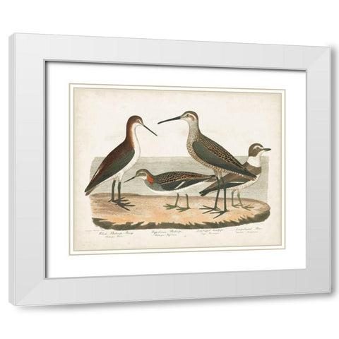 Waterbird Trio II White Modern Wood Framed Art Print with Double Matting by Wilson, Alexander