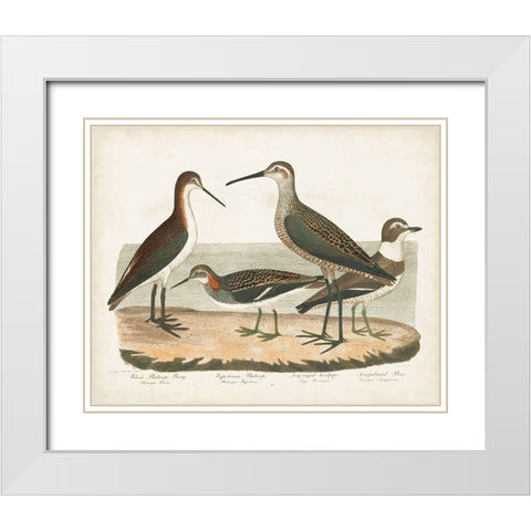Waterbird Trio II White Modern Wood Framed Art Print with Double Matting by Wilson, Alexander
