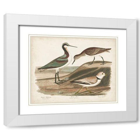 Waterbird Trio III White Modern Wood Framed Art Print with Double Matting by Wilson, Alexander